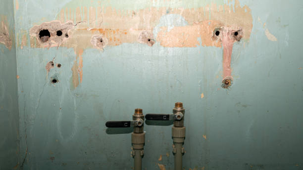 Best Carpet water damage restoration  in Dundee, MI